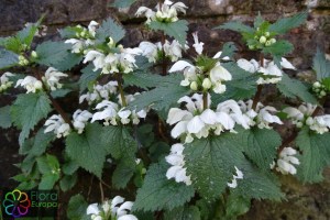 lamium_album (3)